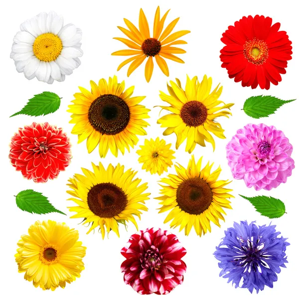 Conjunto de flores de verão isolado — Fotografia de Stock