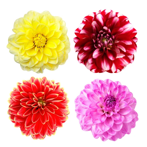 Flores coloridas de dália isoladas — Fotografia de Stock