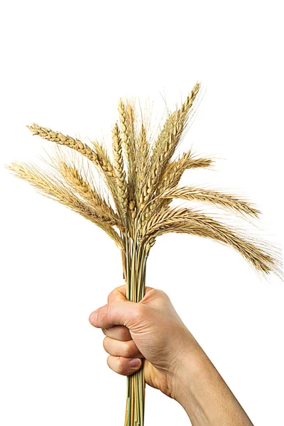 Руки держат связку золотой пшеницы — стоковое фото