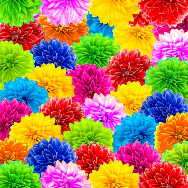 Sfondo di fiori di dalia — Foto Stock