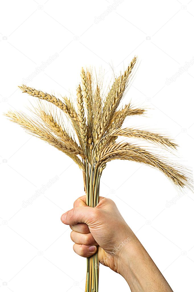 Hands holding bundle of the golden whea
