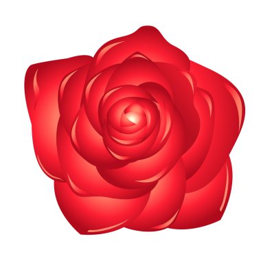 Kırmızı rose.spring çiçek