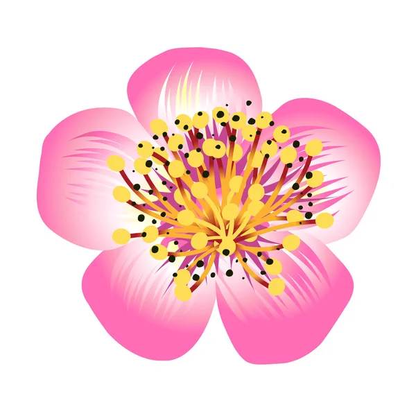 Roze lente bloem — Stockfoto
