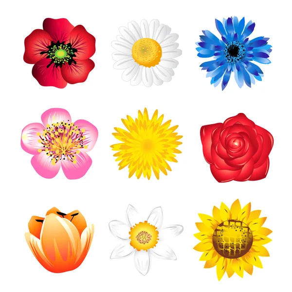 Set of spring flowers — Stock Photo, Image