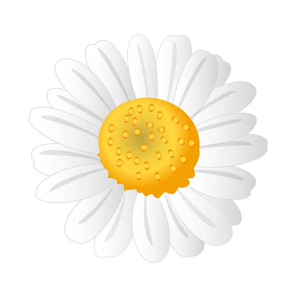 Белый ромашка. Весенний цветок — стоковое фото