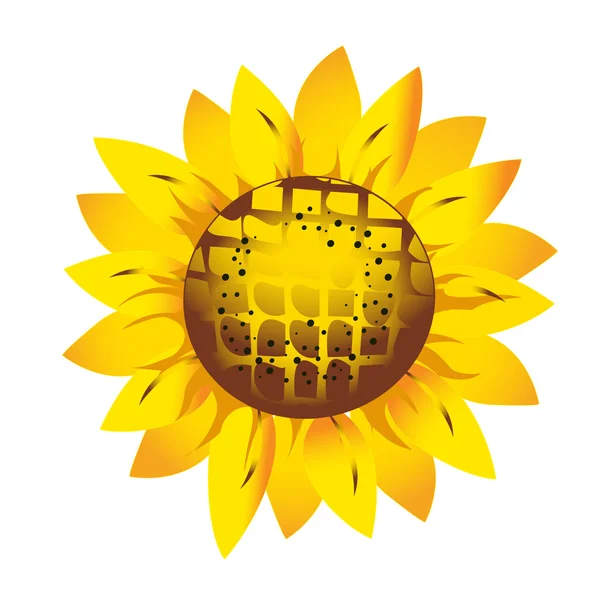 Sunflower.Spring flower — Stock Photo, Image