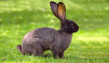 Bunny rabbit on a lawn clipart