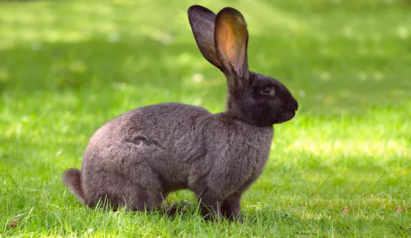 Кролик на газоні — стокове фото