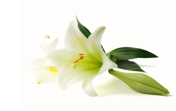 Lily on white background — Stock Photo, Image