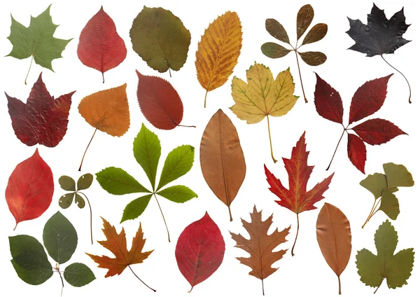 Set di foglie d'autunno — Foto Stock