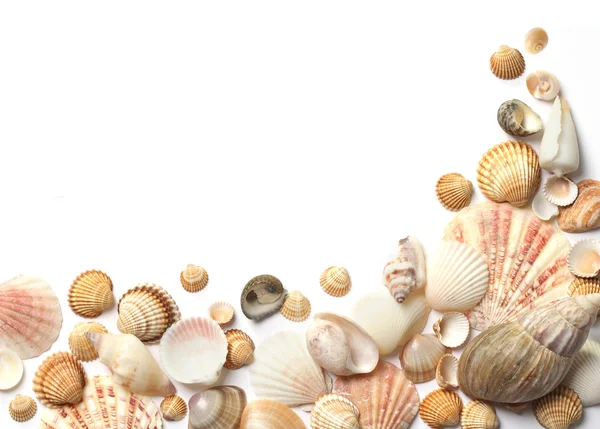Isolated Shot Of Seashells Collection On White Background Stock Photo -  Download Image Now - iStock