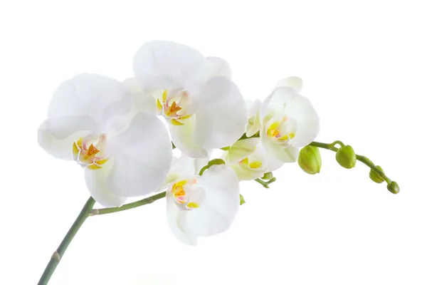helling Gek Klacht Afbeeldingen Witte orchidee, stockfoto's | Depositphotos®