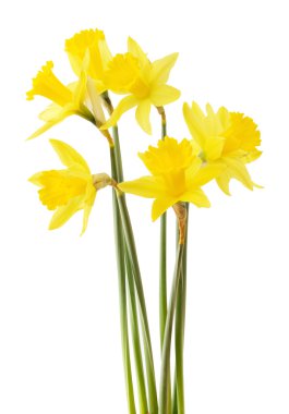 Daffodils on white background clipart