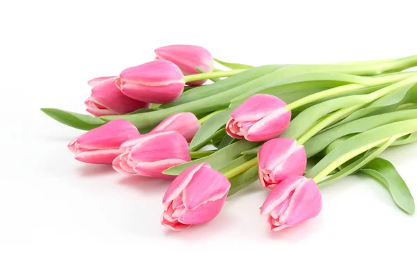 Рожеві тюльпани на білому тлі — стокове фото