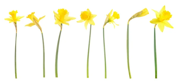 Daffodils pada latar belakang putih — Stok Foto