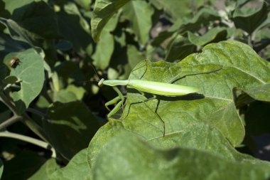 Mantis yaprak üzerinde