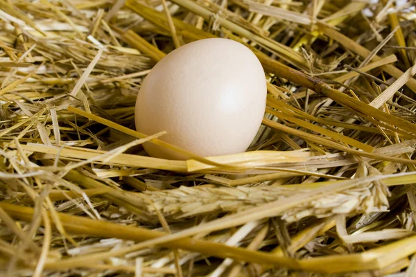 stock image Egg