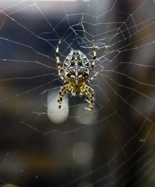 stock image Spider