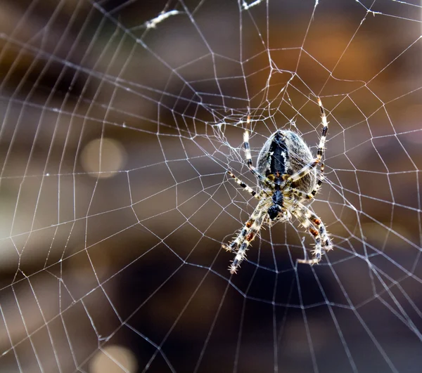 stock image Spider