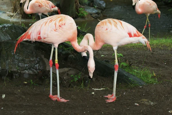 stock image Flamingo