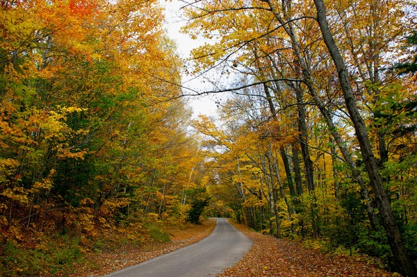 stock image Autumn in wood