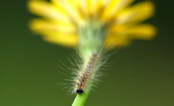 stock image Caterpillar