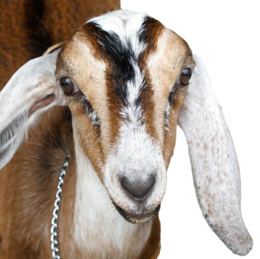 Nubian ibex, goat clipart