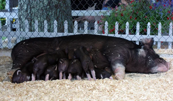 Berkshire свиня — стокове фото