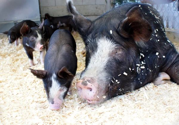 Berkshire свиня — стокове фото