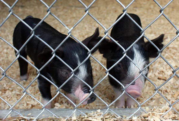 Беркширская свинья — стоковое фото