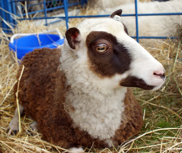 Καλιφόρνια διαφοροποιημένα μεταλλαγμένο πρόβατα — Φωτογραφία Αρχείου