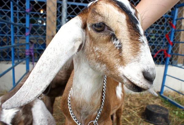 Íbex núbio, cabra — Fotografia de Stock