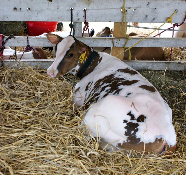 Rote kunterbunte Holstein-Kühe — Stockfoto