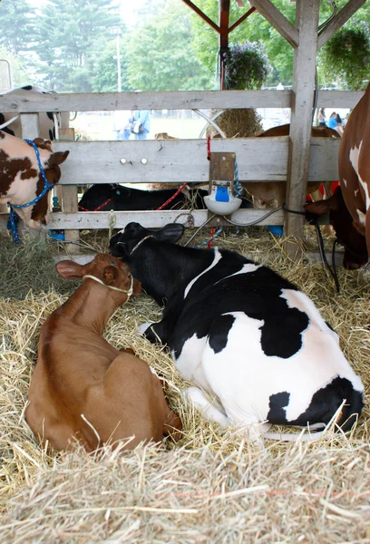 Rote und schwarz-kunterbunte Holsteinkühe — Stockfoto