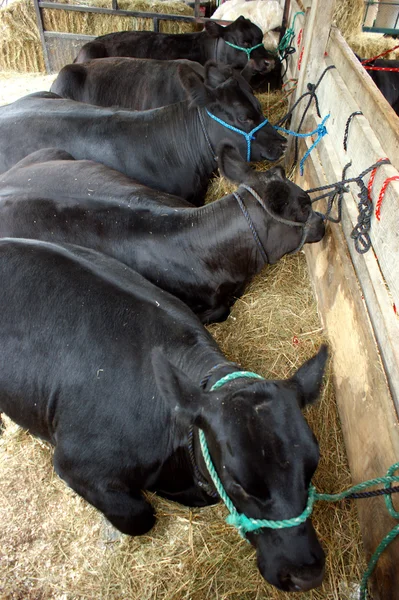 Абердін angussky корови , — стокове фото