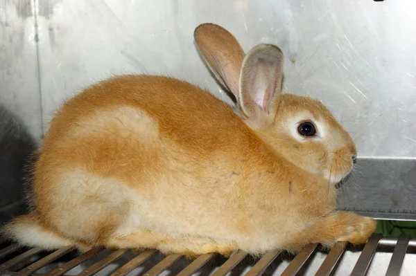 The New Zealand red rabbit — Stock Photo, Image