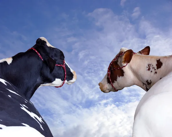 Schwarz-kunterbunte Holsteinkuh — Stockfoto