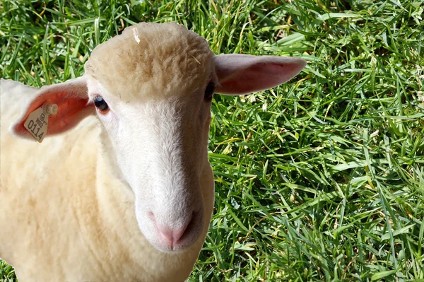 Owce — Zdjęcie stockowe