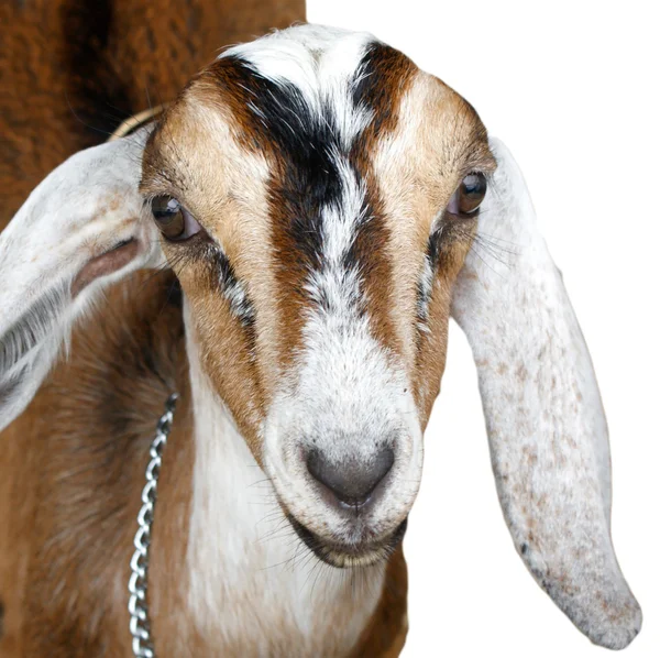 Nubian ibex, goat — Stock Photo, Image