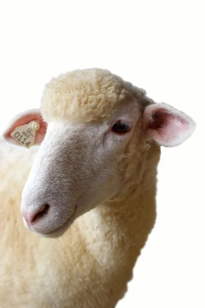 羊 ロイヤリティフリーのストック写真