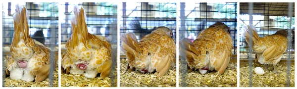 Kött-ägg redbora kyckling Stockbild