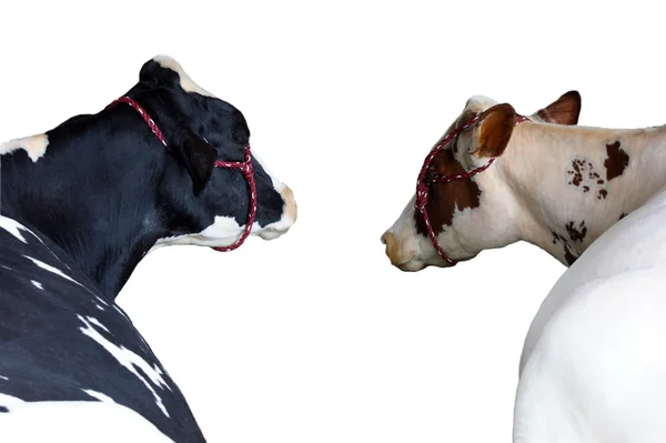 Vaca de Holstein preta-variegada Fotos De Bancos De Imagens