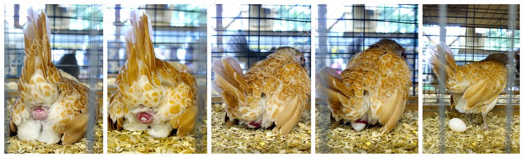 Meat-egg redbora chicken