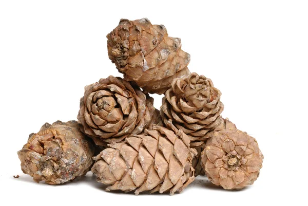 Stock image Cedar cones