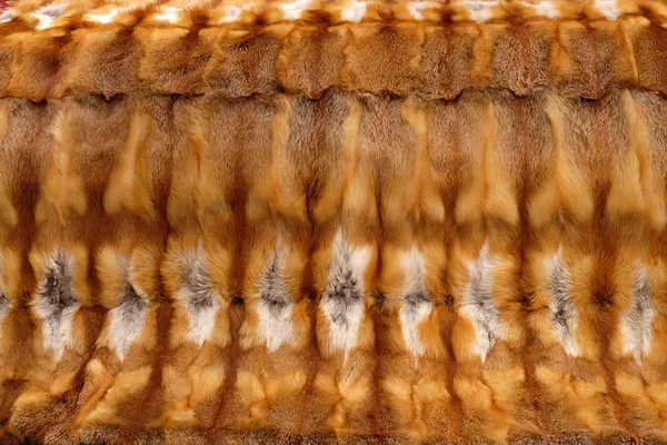 Ковер из лисы — стоковое фото