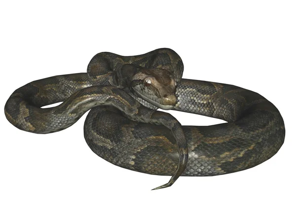 비단 뱀 스톡 사진