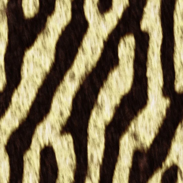 Zebra fell — стокове фото