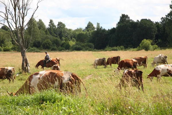 stock image Cows