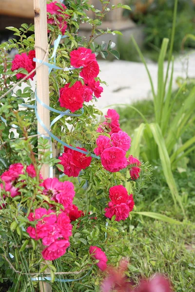 Rose-bush — Stock Photo, Image