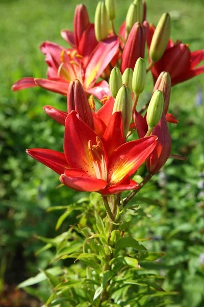 stock image Day-lily